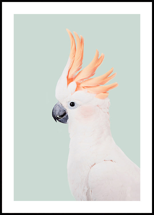 Plakat Kakadu