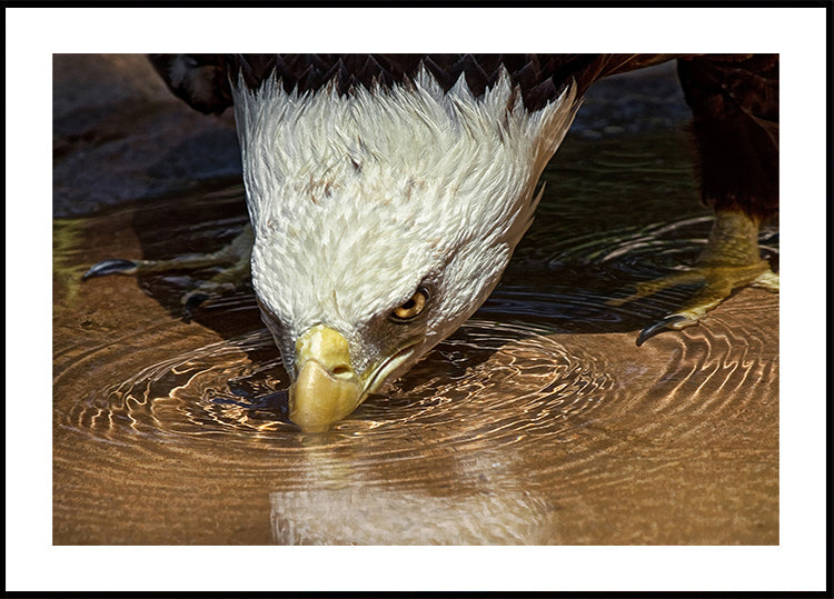 Plakat Cool Drink w upalny dzień