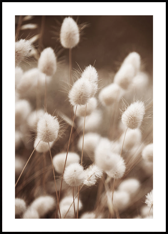 Soft Elegance of Lagurus Plakat - Posterbox.dk