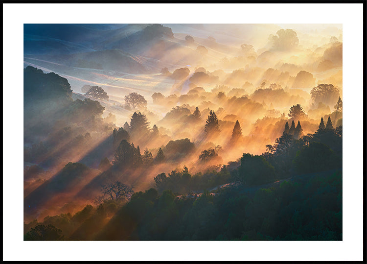 Plakat o porannym świetle