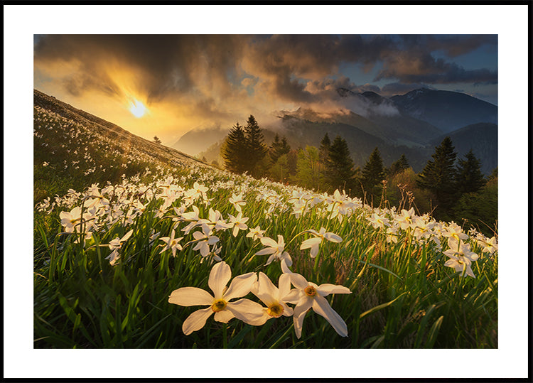 Plakat z białym dywanem