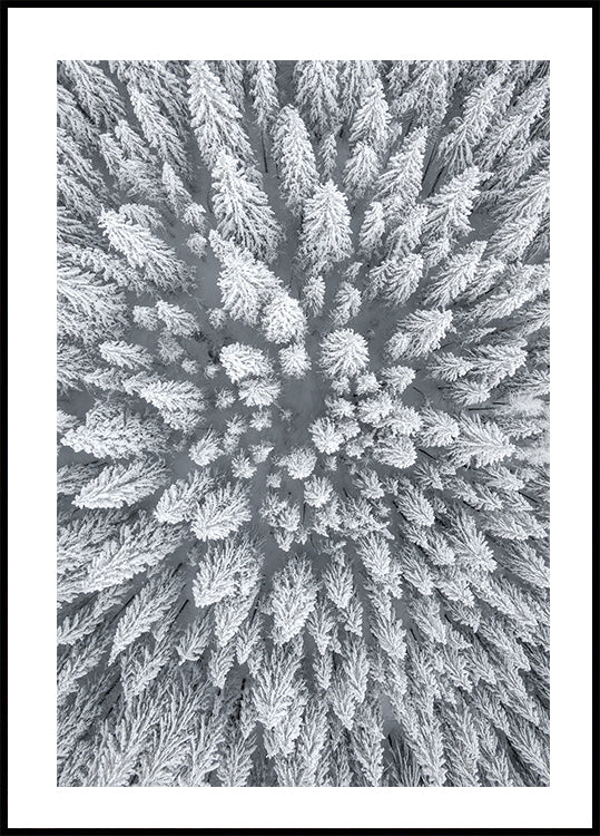 Snow Forest Aerial Plakat - Posterbox.dk