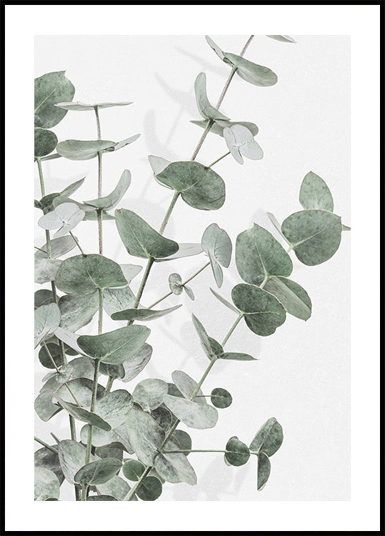 Plakat eukaliptusowy nr 2