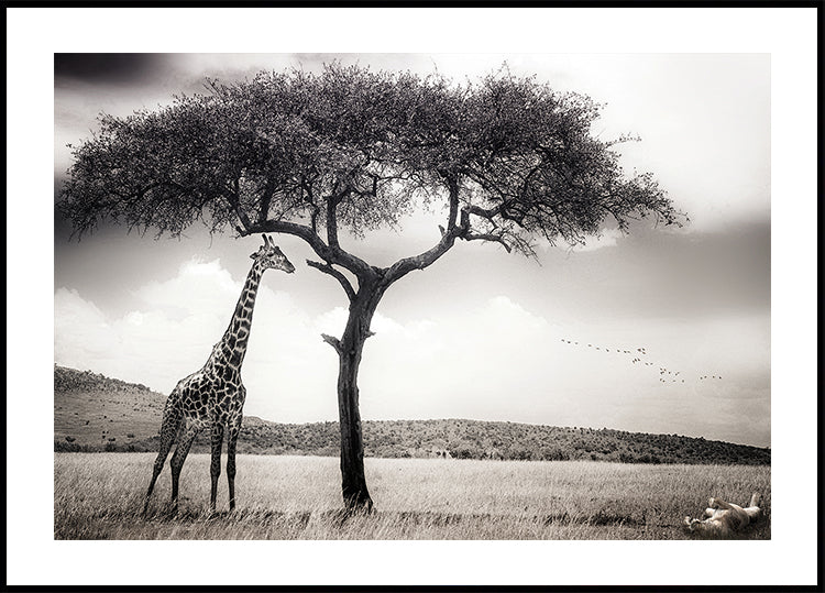 plakat pod afrykańskim słońcem