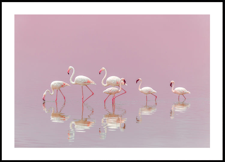 Plakat Flamingi