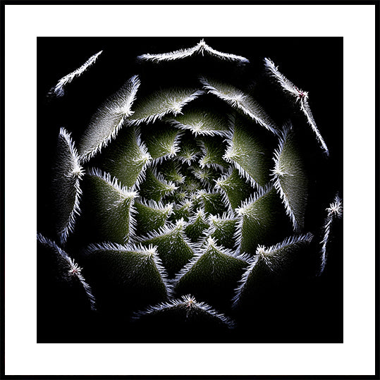 Plakat z rozetą Sempervivum