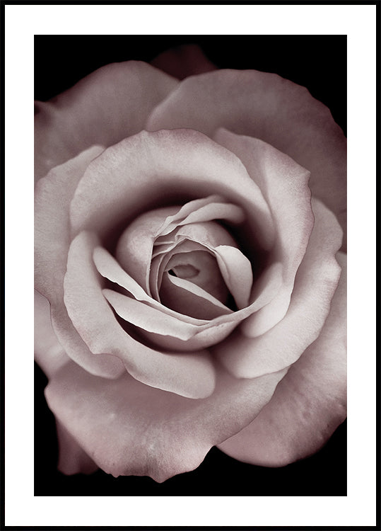 Pink Rose Plakat - Posterbox.dk