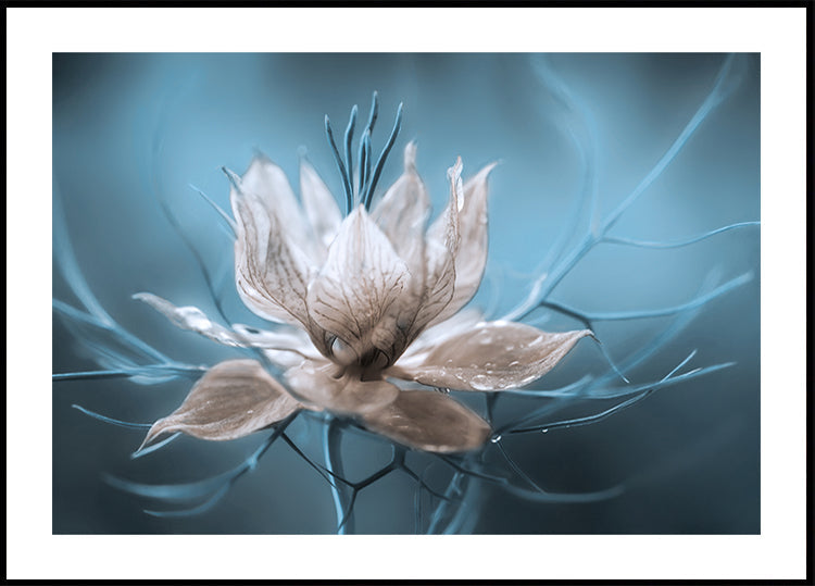 *Nigella* Plakat