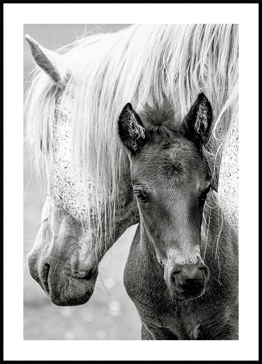 The Foal Plakat