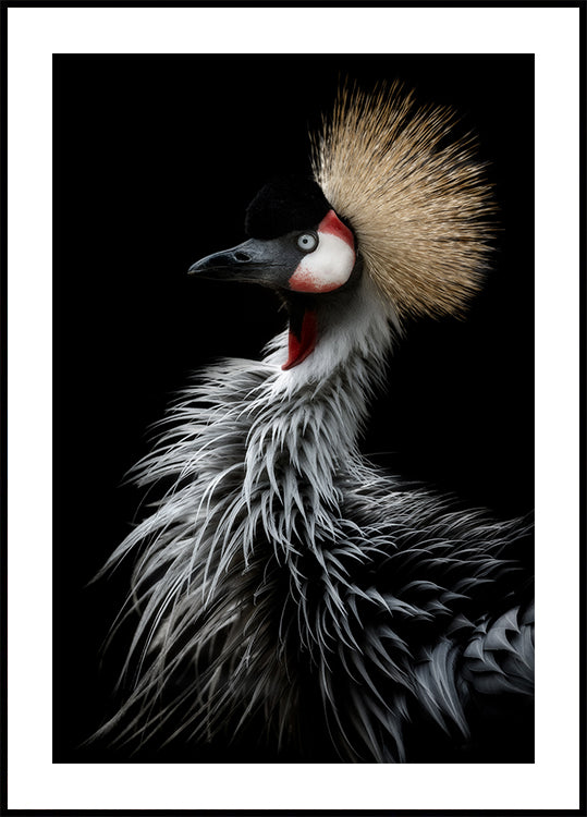 Portret żurawia koronnego