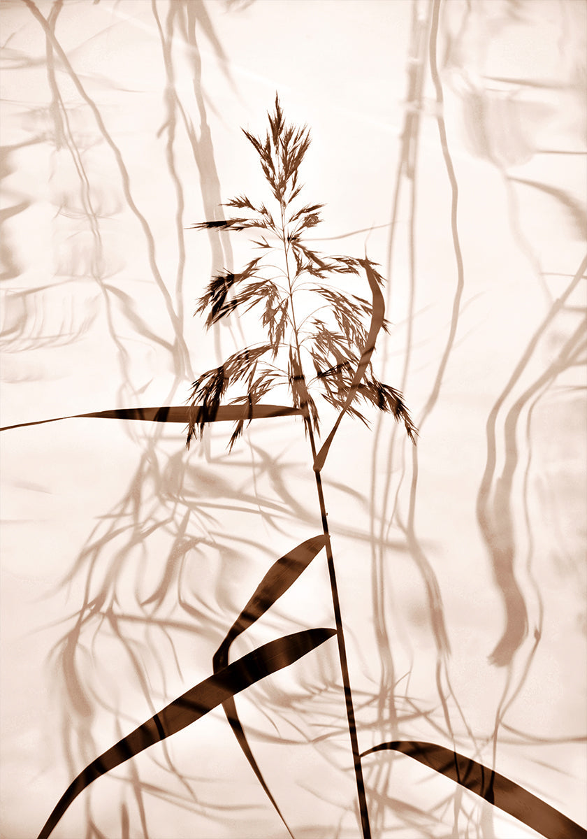 Plakat z odbiciem trzciny