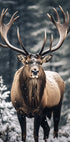 Stag In Forest Plakat - Posterbox.dk