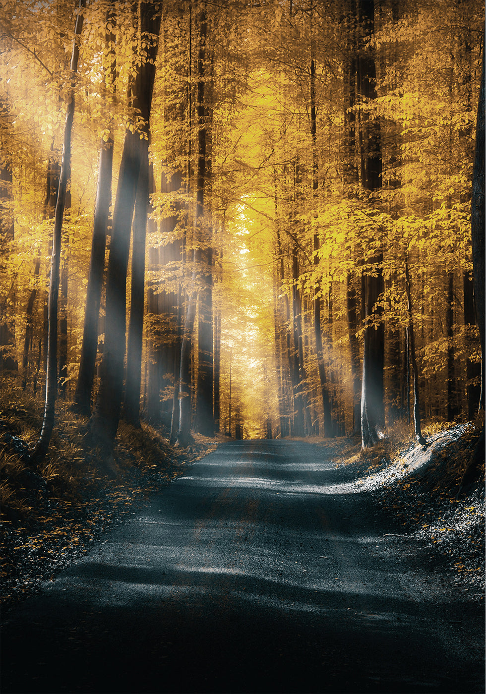 Autumn Forest Plakat - Posterbox.dk