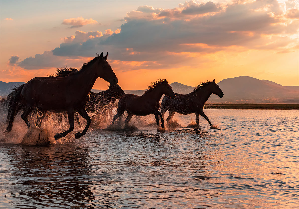 WATER HORSES Plakat - Posterbox