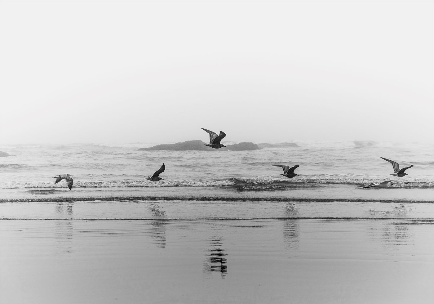 Birds Flying Over The Coast  Plakat - Posterbox.dk