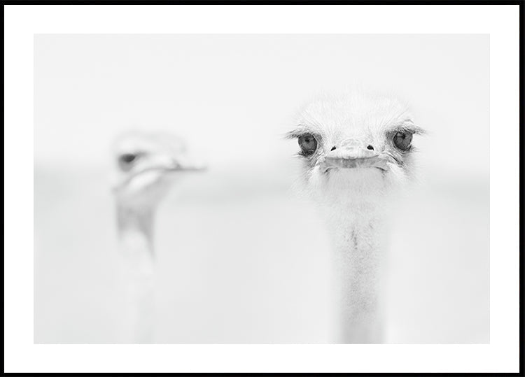 Funny ostrich - Posterbox