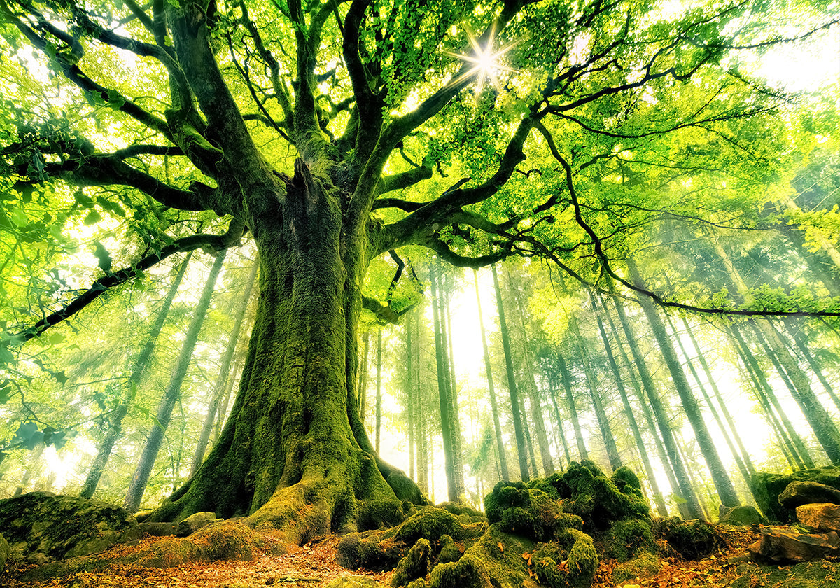 Ponthus' Beech Plakat - Posterbox