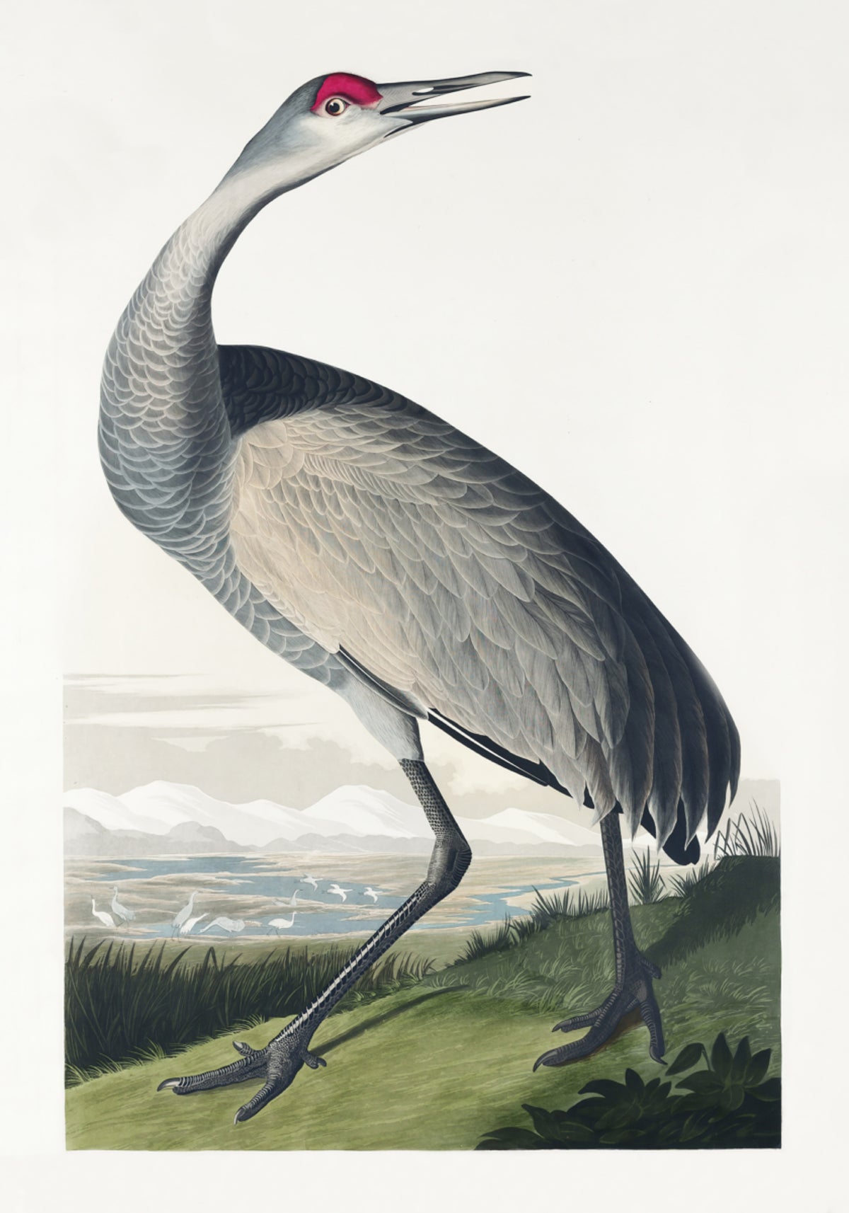 Krzykliwy żuraw z ptaków Ameryki (1827)