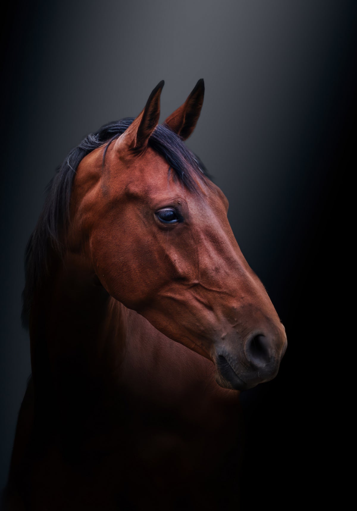 Portret konia szlachetnego gniady