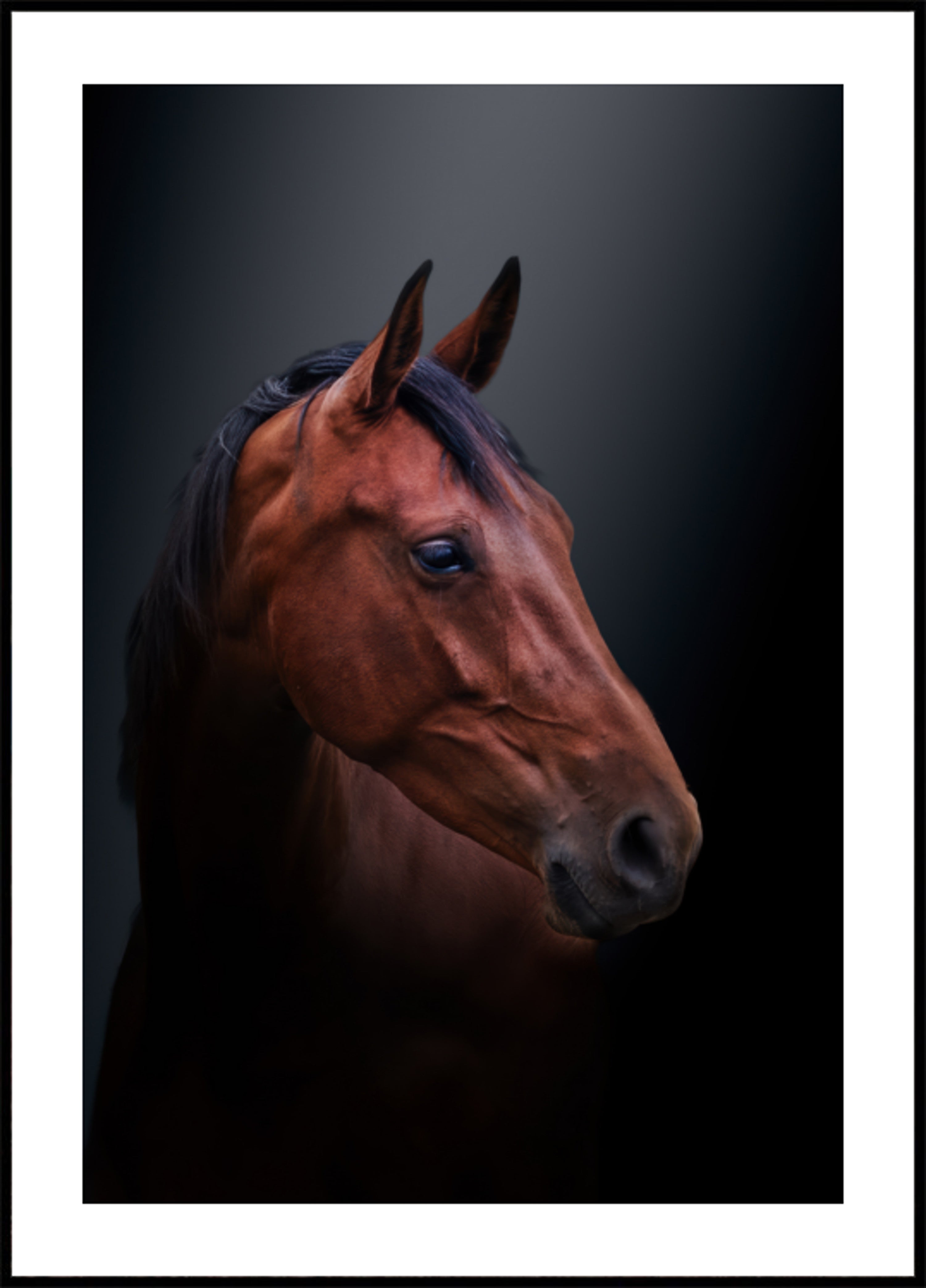 Portret konia szlachetnego gniady
