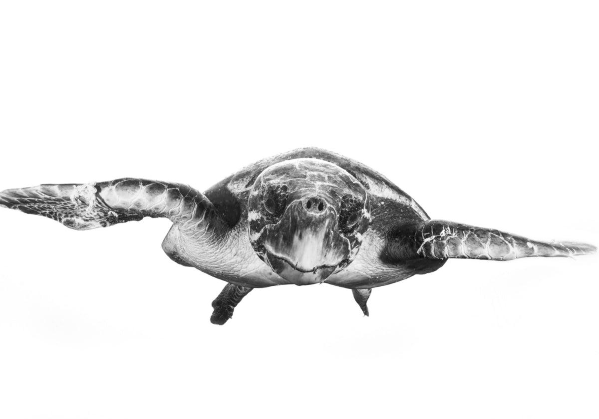 Graceful Sea Turtle - Posterbox