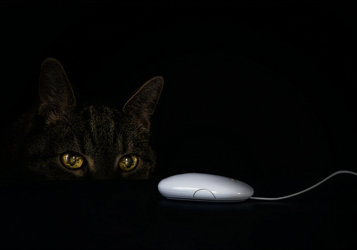Cat's Curious Gaze - Posterbox