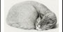 Rolled Up Lying, Sleeping Cat By Jean Bernard (1775 1883)