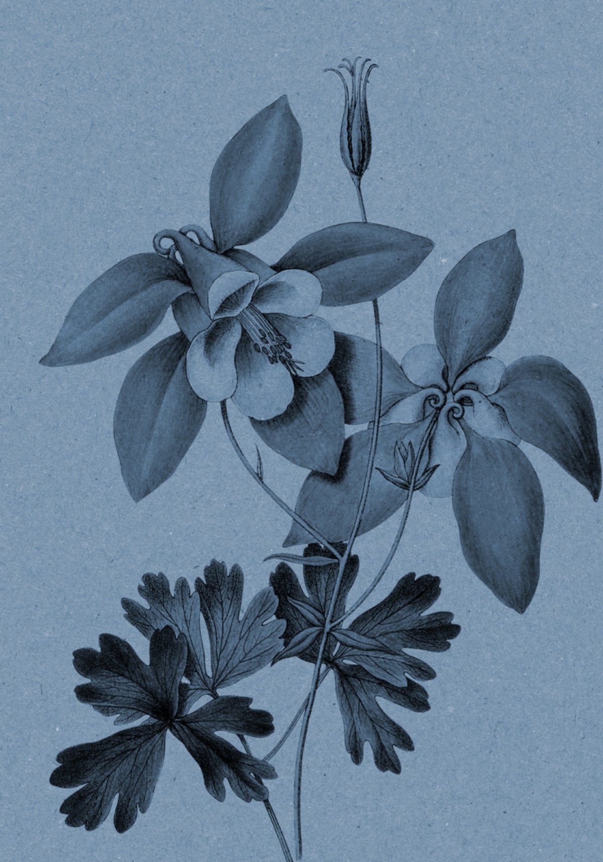 Badanie botaniczne Blue Columbine