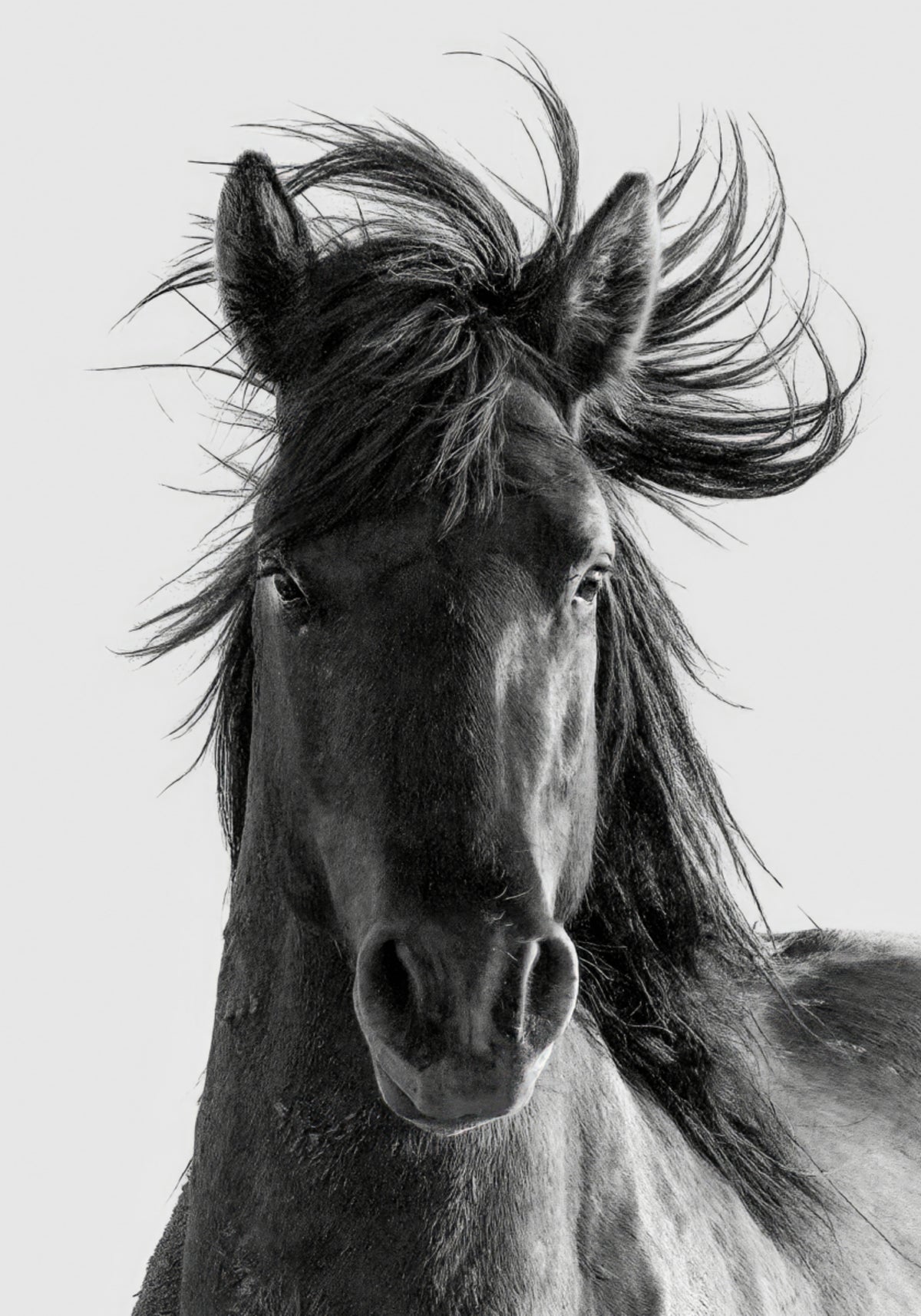 Portret dzikiego konia