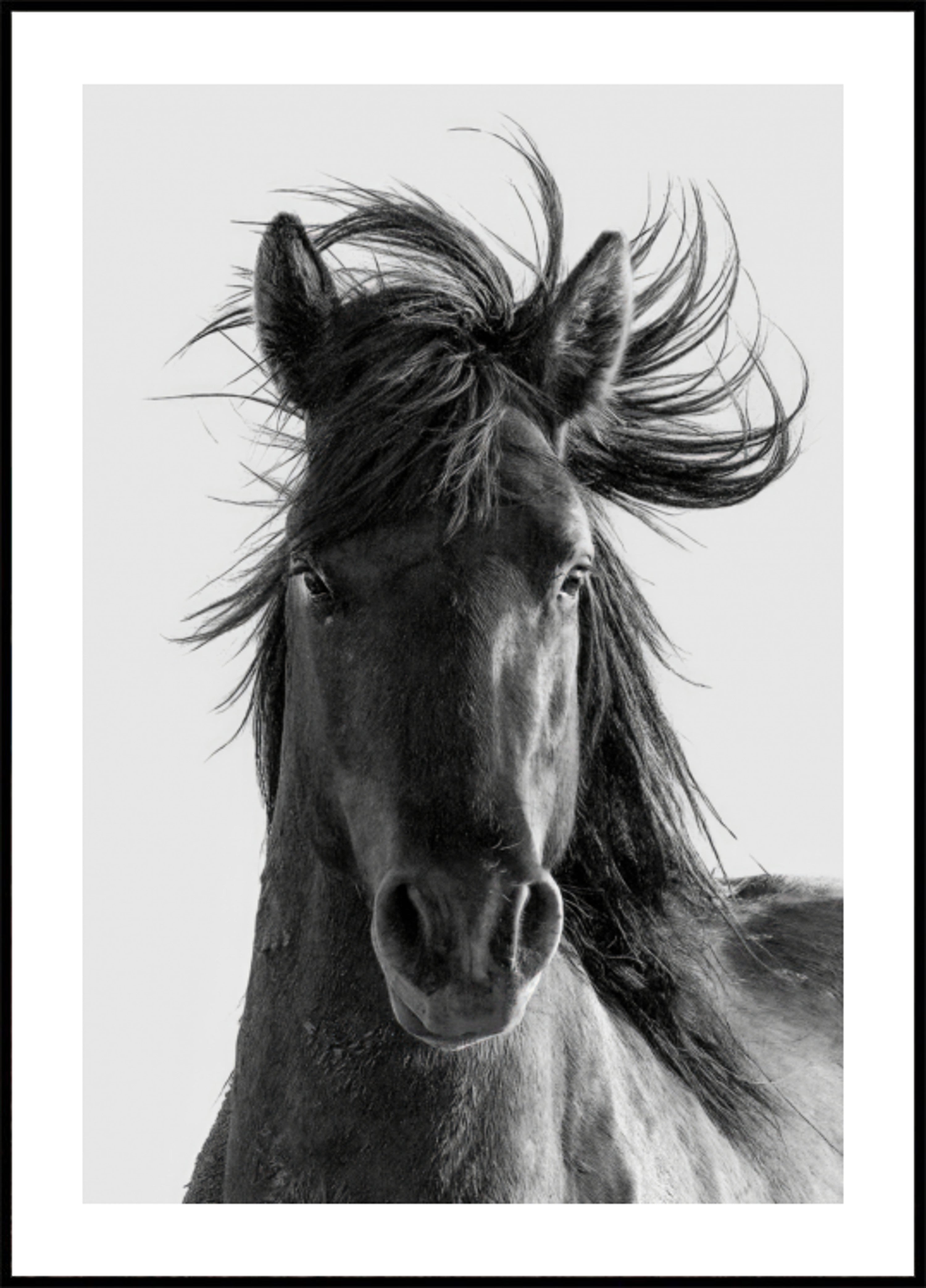 Portret dzikiego konia
