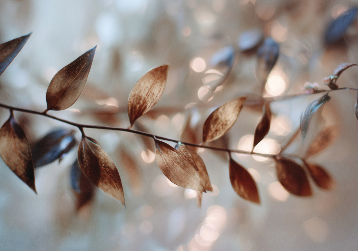 Delikatne liście Bokeh