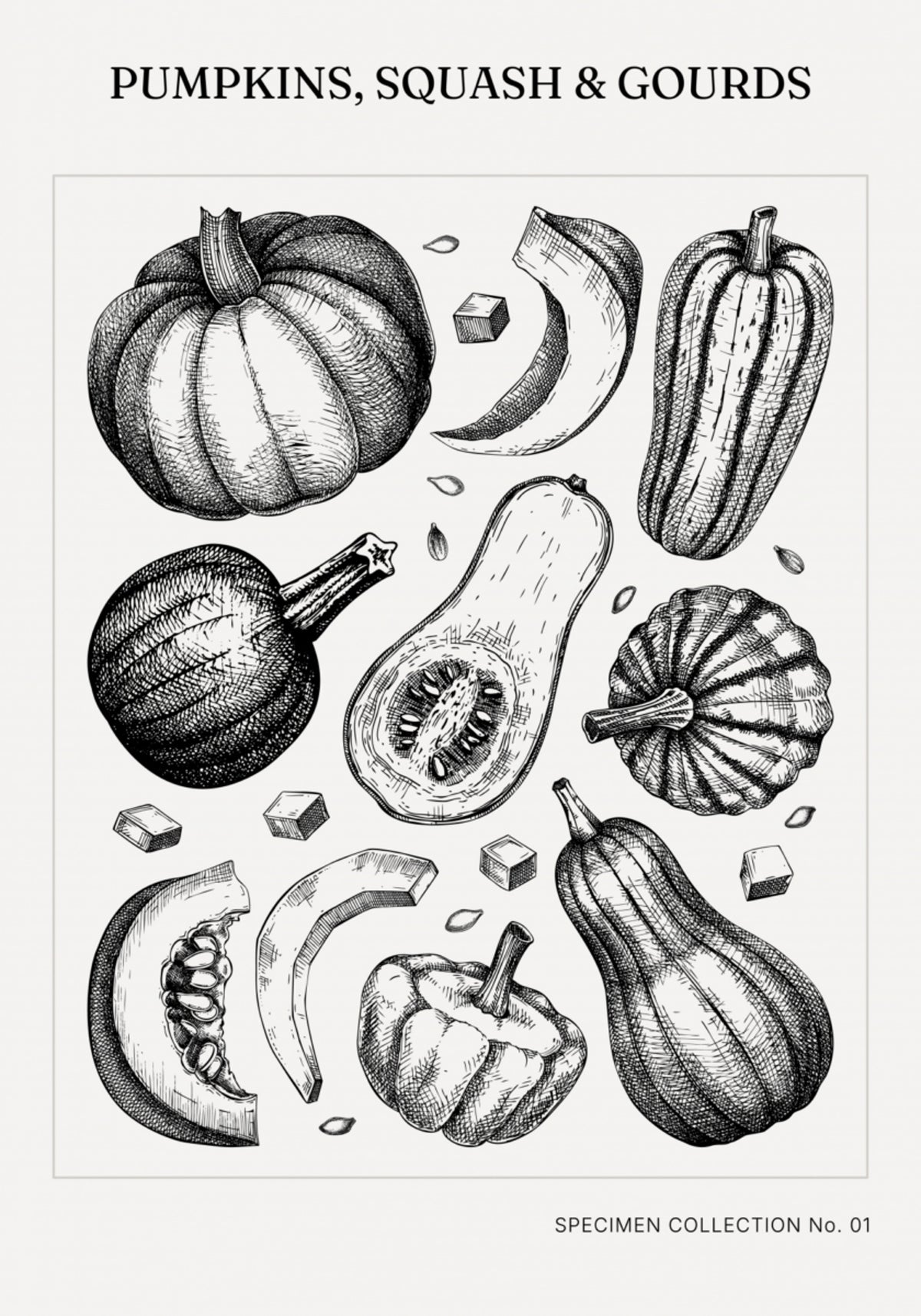 Vintage dynie botaniczne