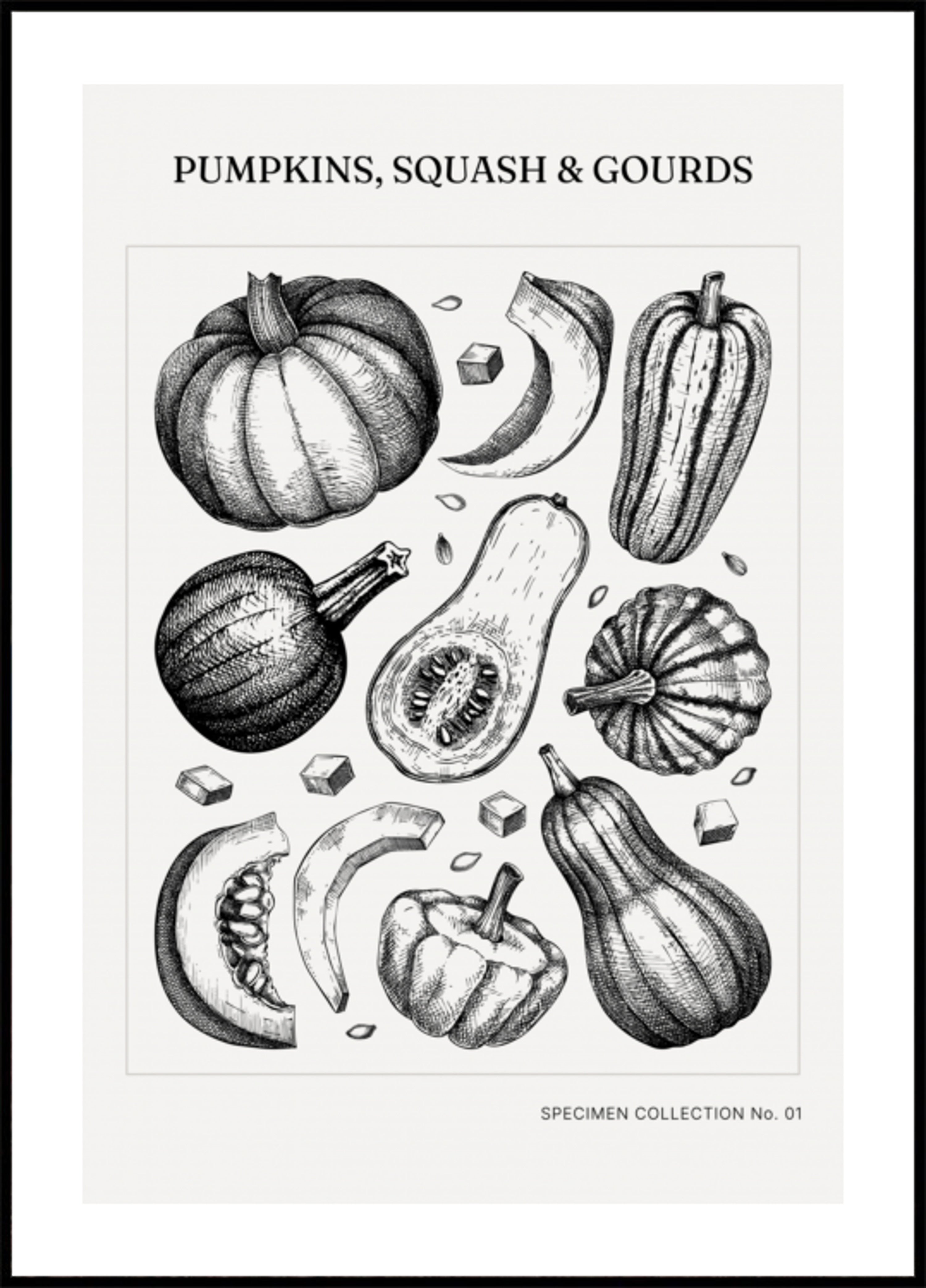 Vintage dynie botaniczne