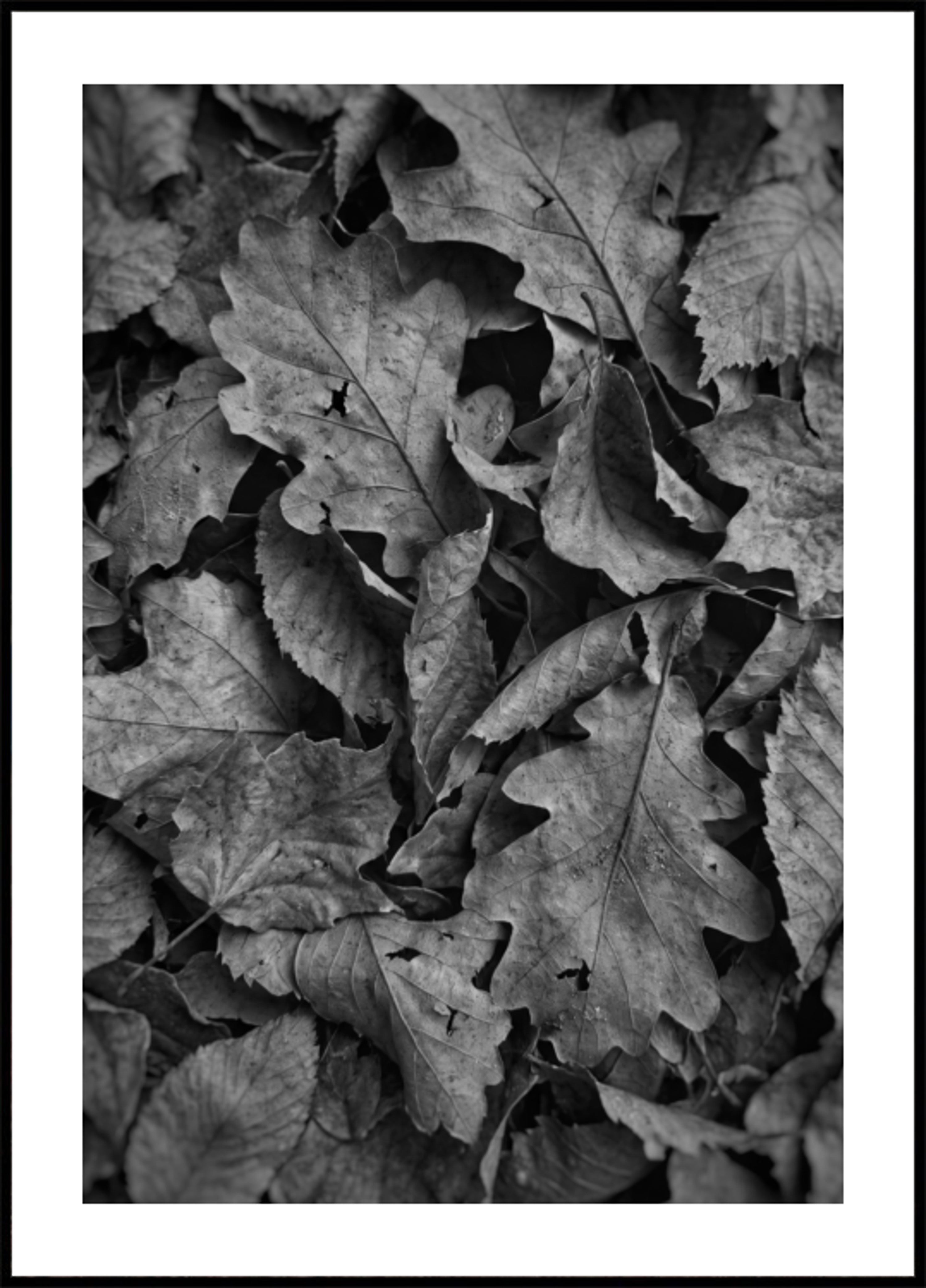 Monochromatyczne jesienne liście