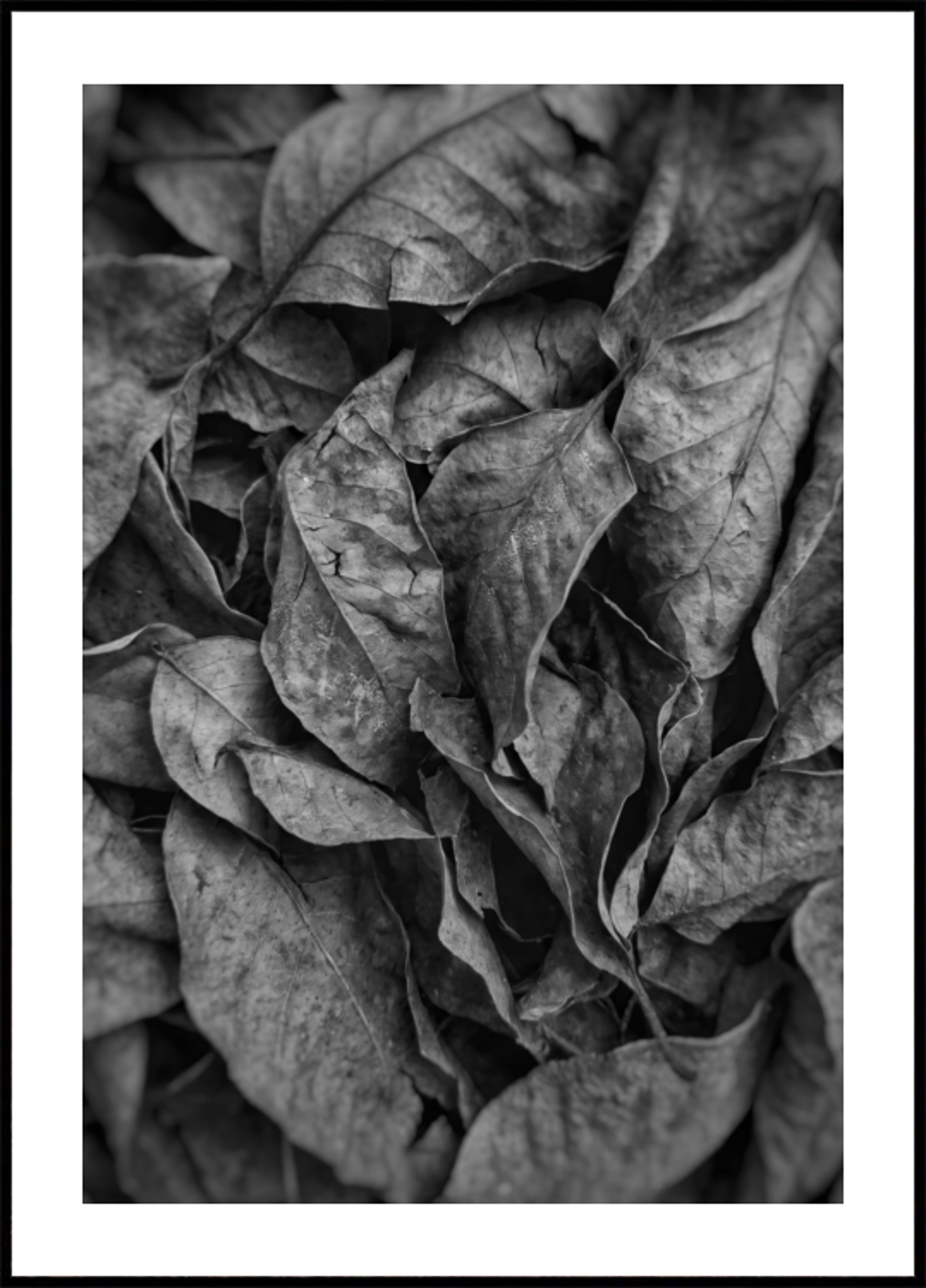 Monochromatyczna tekstura liścia