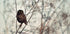 Look at Me! Plakat - Posterbox