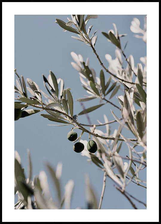 Olive Tree Branch Plakat - Posterbox.dk