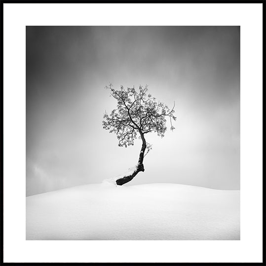 Winter Tree Plakat - Posterbox