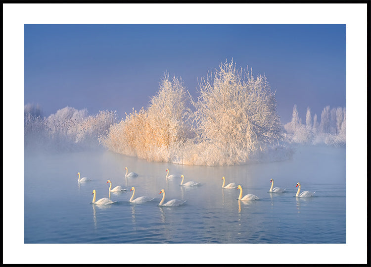 Swan Lake Plakat - Posterbox