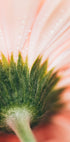 Zbliżenie delikatnego różowego płatka kwiatu, na którego powierzchni połyskują kropelki wody.