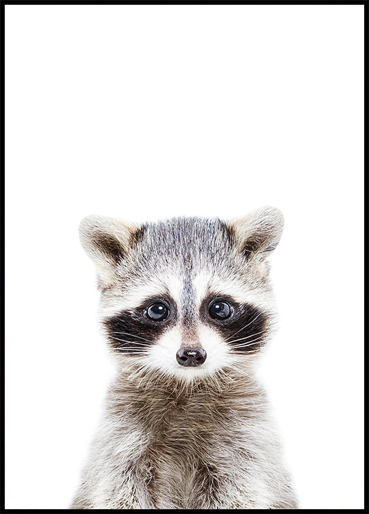 Baby Racoon - Posterbox