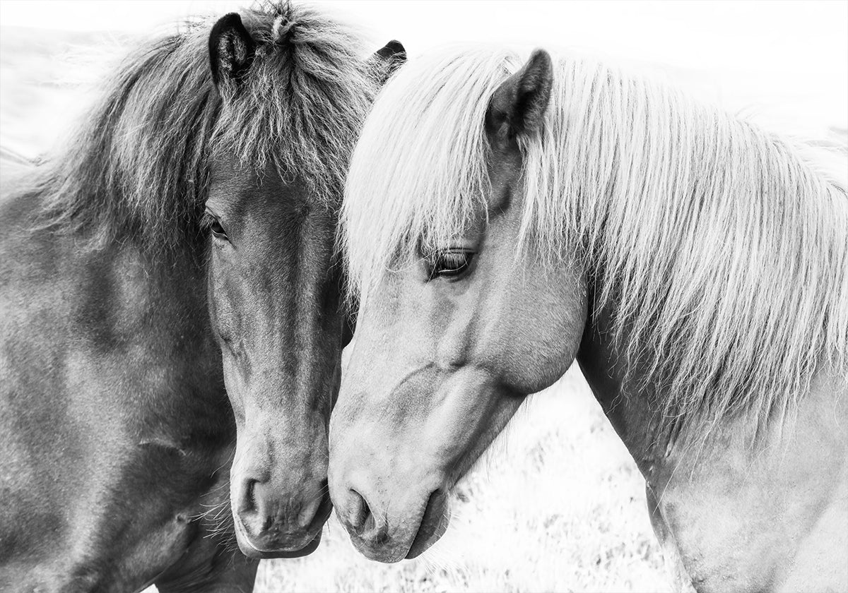 Horse Love Plakat - Posterbox