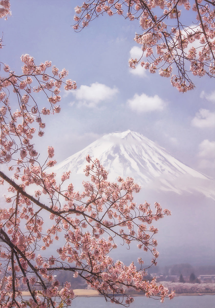 Mt.Fuji in the cherry blossoms Plakat - Posterbox