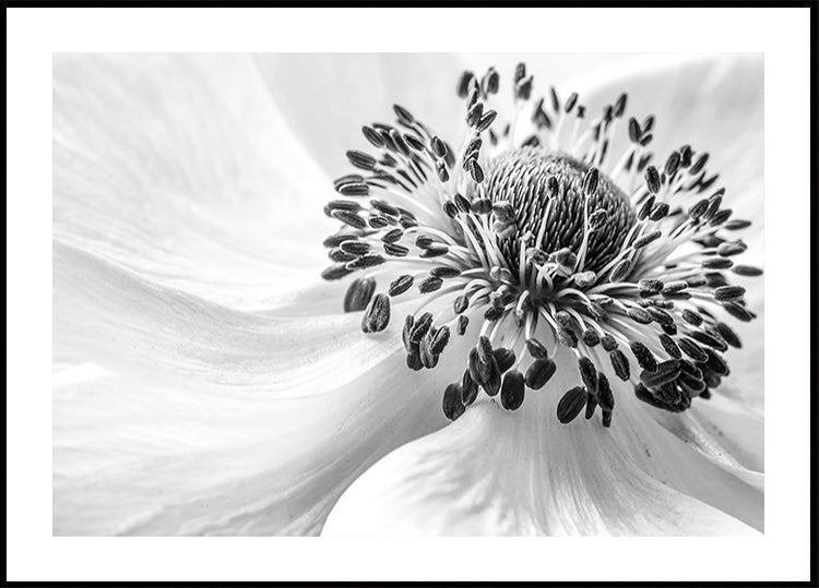 Anemone - Posterbox