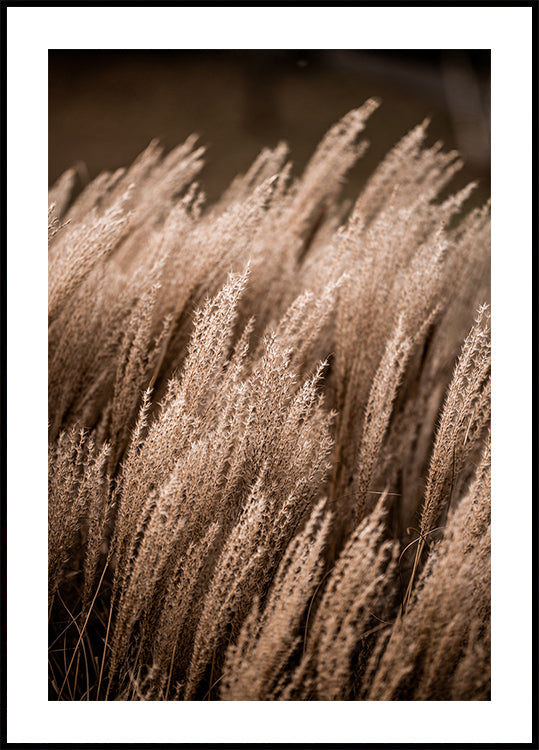 Grass 16 - Posterbox