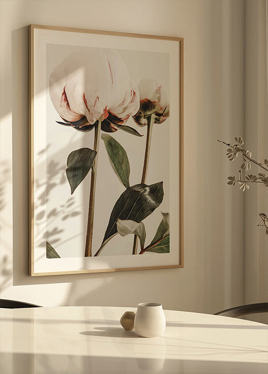 Piwonia 24 (NOWOŚĆ)