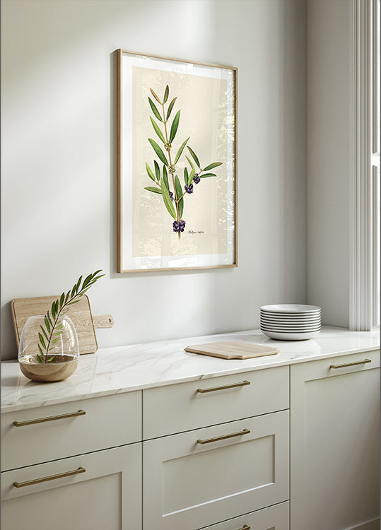 Plakat botaniki Phillyrea Latifolia