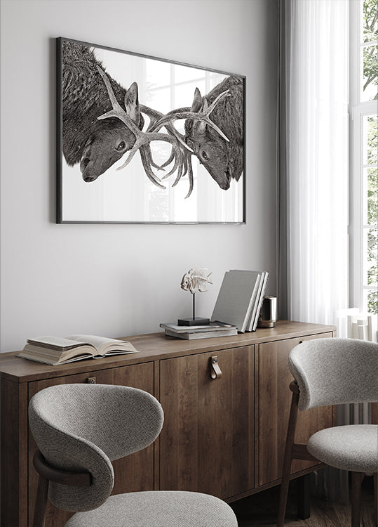 Plakat Oko w oko - Walka łosi