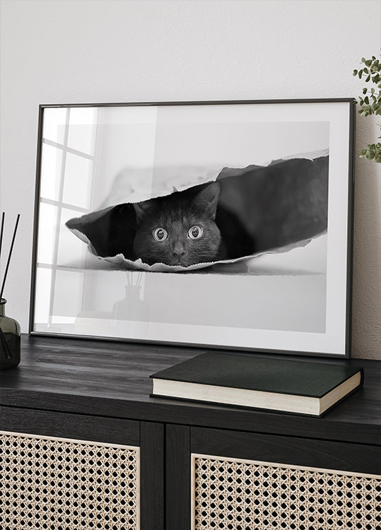 Plakat Kot w torbie