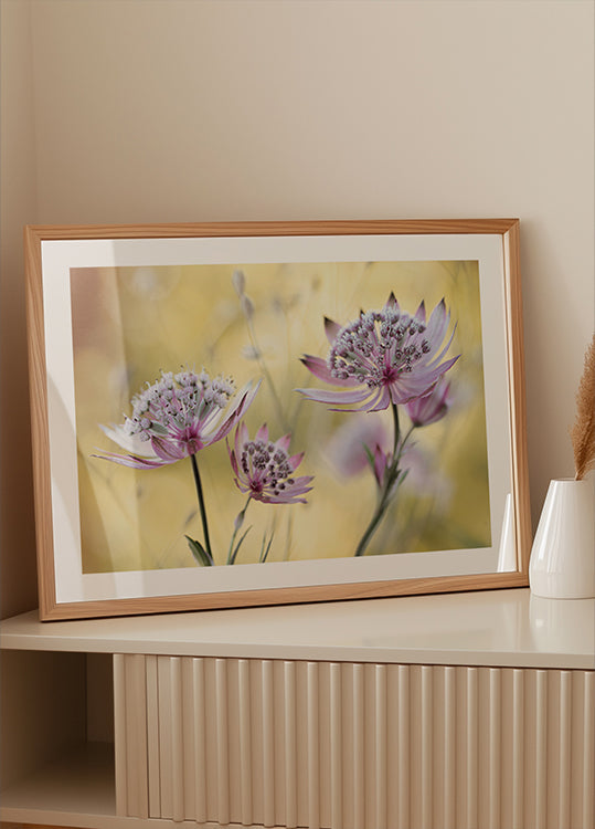 Główny plakat Astrantii